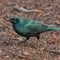 Greater Blue-eared Glossy Starling (Lamprotornis chalybaeus) Alan Prowse